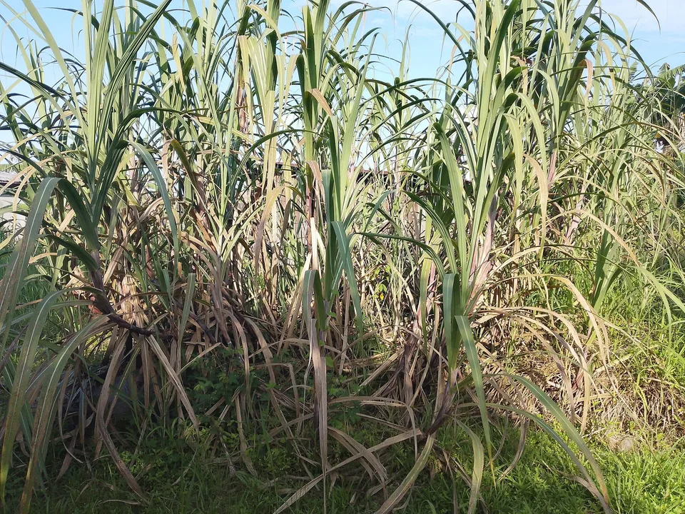 Plantation coloniale de canne à sucre en Martinique au XIXe siècle