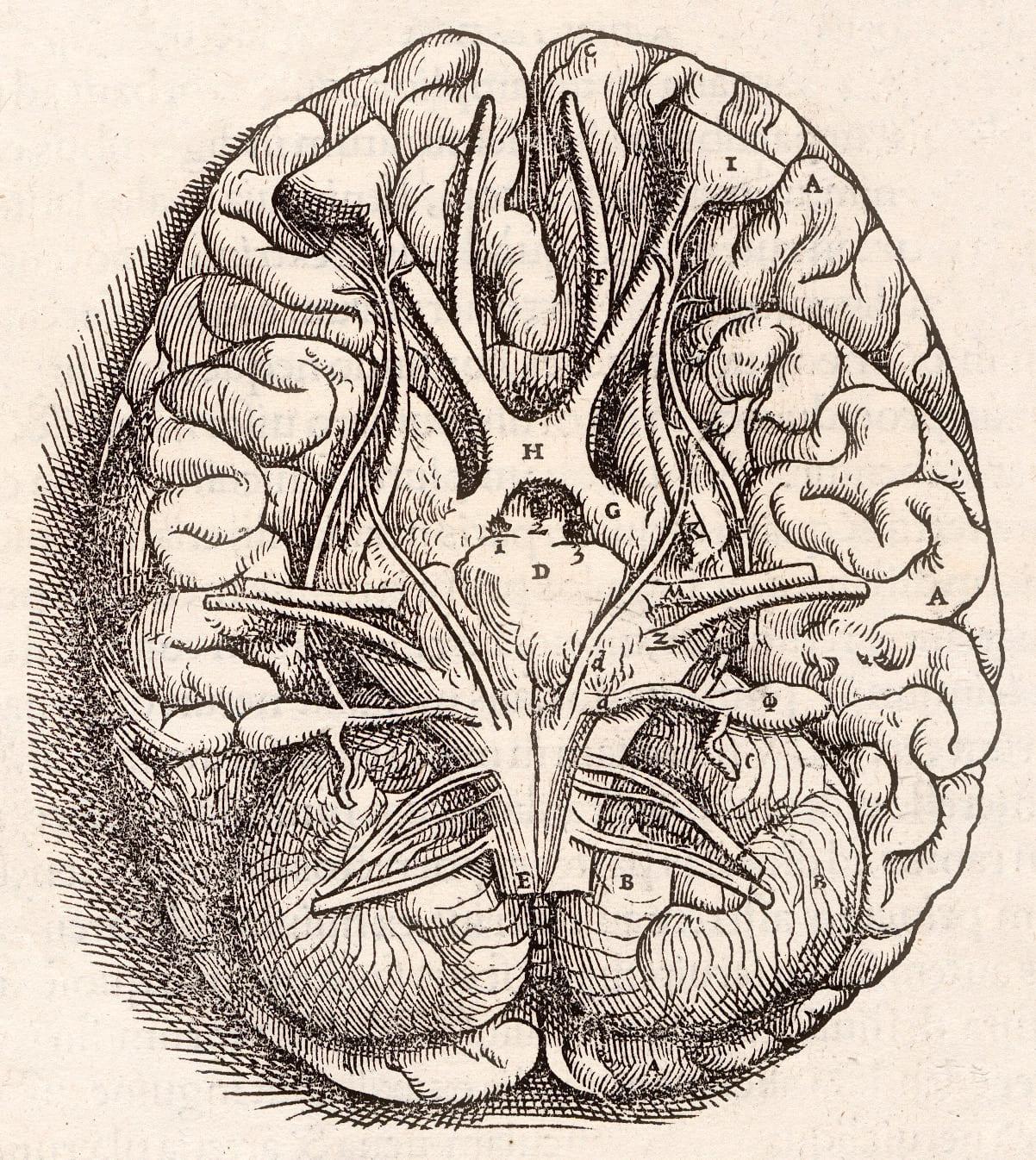 Gravure de 1543 montrant la base du cerveau humain, issue du traité De humani corporis fabrica d’Andreas Vésale.