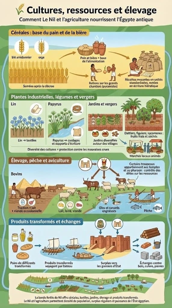 Infographie présentant les principales cultures (céréales, lin, papyrus, vergers) et ressources de l'Égypte antique. Elle illustre aussi l'élevage, la pêche et la transformation des produits, montrant comment le Nil nourrit la population.