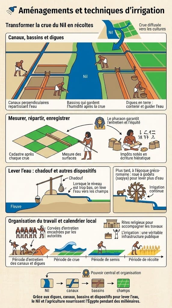 Infographie détaillant les techniques et aménagements d'irrigation en Égypte antique. Elle illustre le système de canaux, bassins et digues, ainsi que l'utilisation du chadouf pour lever l'eau, montrant l'organisation du travail et le contrôle de l'eau.